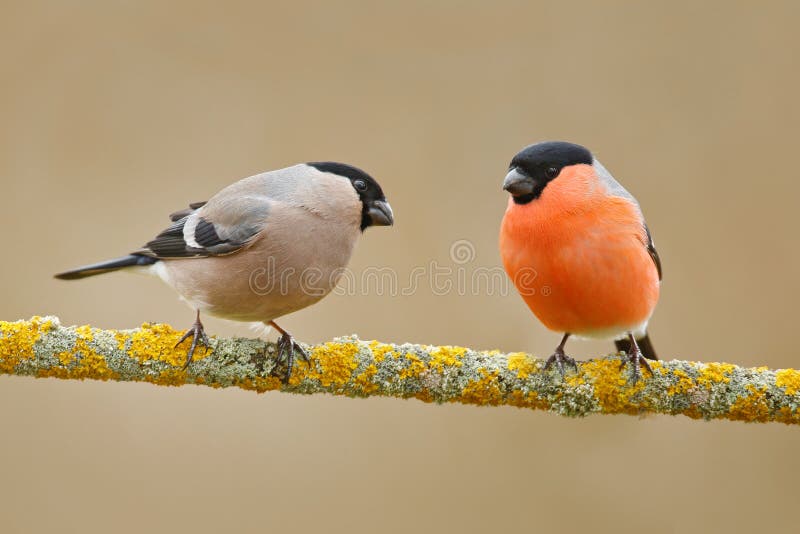 Songbirds, male and female. Red bird Bullfinch sitting on yellow lichen branch, Sumava, Czech republic. Wildlife scene from nature