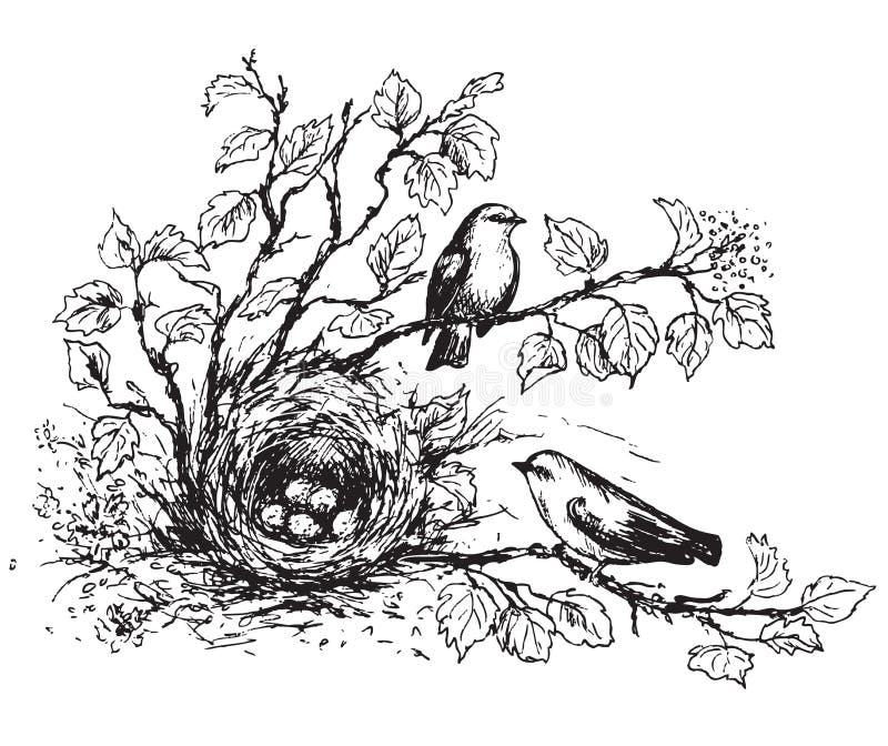 Hand drawn of couple songbirds and nest with eggs. Black and white illustration birds house on ground hidden in branches with leaves. Vector sketch. Hand drawn of couple songbirds and nest with eggs. Black and white illustration birds house on ground hidden in branches with leaves. Vector sketch.