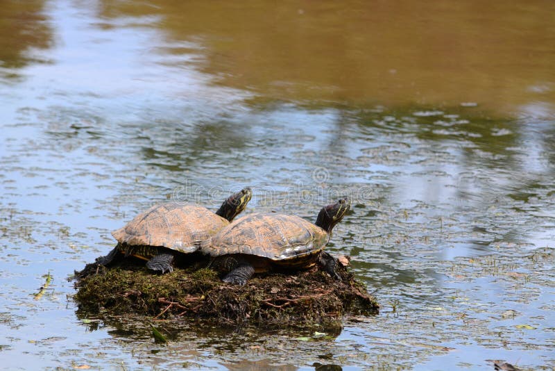 Sonnen mit zwei Schildkröten lizenzfreie stockfotos Sonnen mit zwei Schildkröten lizenzfreie stockfotos