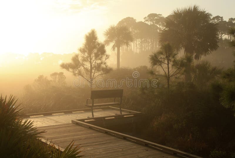 Sonnenaufgang auf einem nebeligen Morgen in einem Florida-Sumpf