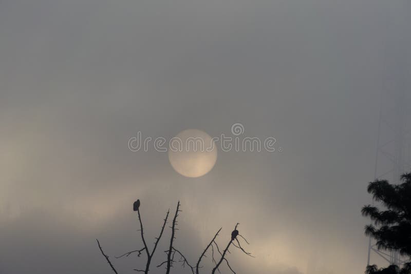 Sonnenaufgang in Guatemala, Baum mit den Bussarden, die Flug entfernen Sun im Nebel lizenzfreie stockfotos Sonnenaufgang in Guatemala, Baum mit den Bussarden, die Flug entfernen Sun im Nebel lizenzfreie stockfotos