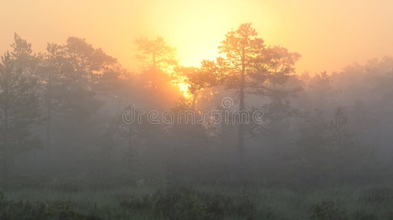 Sonnenaufgang im nebelhaften Sumpf stockbilder Sonnenaufgang im nebelhaften Sumpf stockbilder
