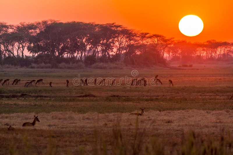Sonnenaufgang im Sambia