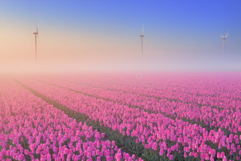 Sonnenaufgang und Nebel über blühenden Tulpen, die Niederlande