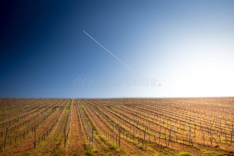 Sonnenaufgang über einem Weinberg stockfoto Sonnenaufgang über einem Weinberg stockfoto