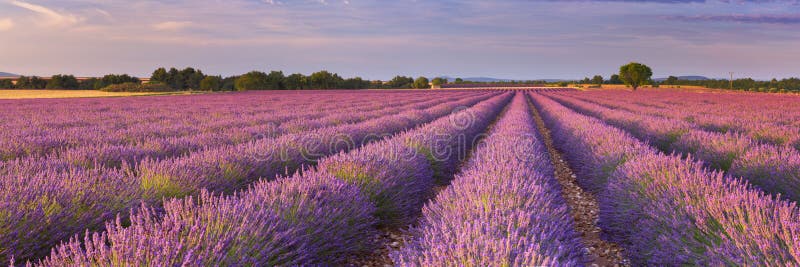 Sonnenaufgang über Feldern des Lavendels in der Provence, Frankreich