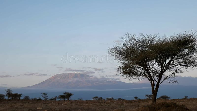 Sonnenaufgangansicht von mt-kilimanjaro und von Akazienbaum am amboseli in Kenia lizenzfreie stockfotos Sonnenaufgangansicht von mt-kilimanjaro und von Akazienbaum am amboseli in Kenia lizenzfreie stockfotos