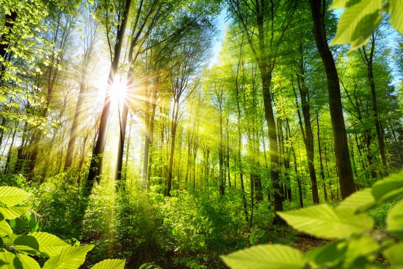 Sonnenbeschienes Laub im Wald stockbild Sonnenbeschienes Laub im Wald stockbild