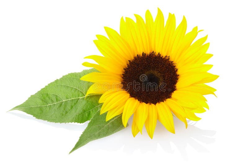 Sonnenblume stockfoto