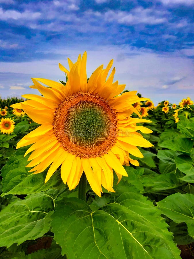 Sonnenblume auf dem Gebiet lizenzfreie stockfotografie Sonnenblume auf dem Gebiet lizenzfreie stockfotografie