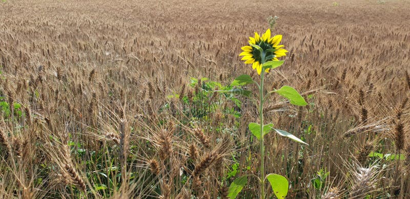 Sonnenblume auf dem Weizengebiet stockfoto Sonnenblume auf dem Weizengebiet stockfoto
