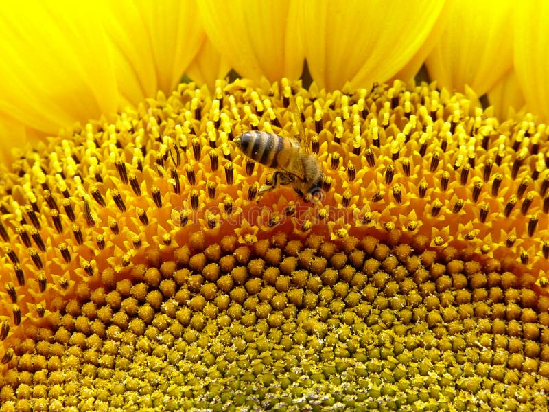 Bee are collecting nectar in sunflowers. Bee are collecting nectar in sunflowers