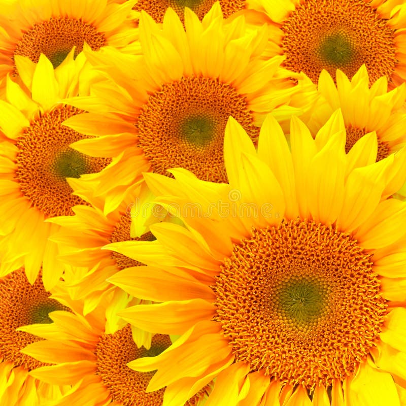 Sonnenblume-Blumenblätter schließen oben stockfotografie Sonnenblume-Blumenblätter schließen oben stockfotografie