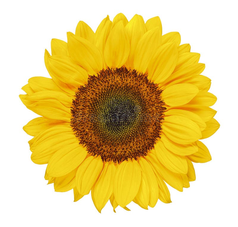 Sonnenblume getrennt stockbild. Bild von blumenblätter 150327361