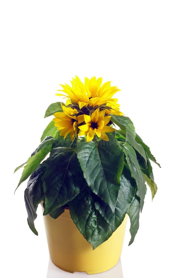 Sonnenblume im Topf stockfoto. Bild von blatt, betrieb 42314732