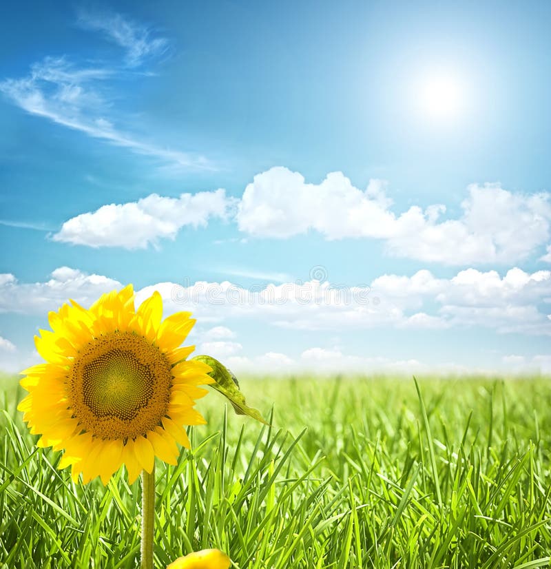 DIY Knüpfkissen Set 43x43cm - Sonnenblumen Motiv Für Kinder & Anfänger