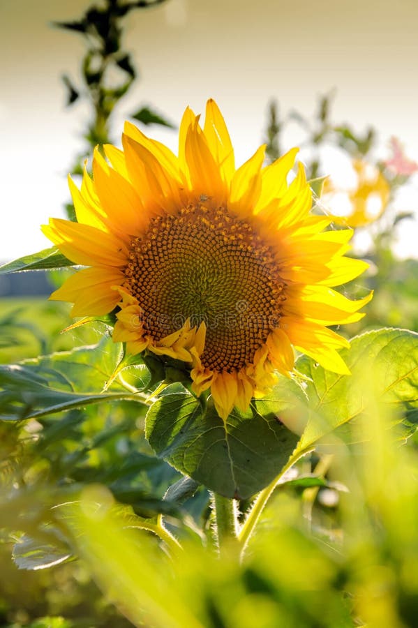 Sonnenblume unter anderen Frühlingssommerblumen stockfotografie Sonnenblume unter anderen Frühlingssommerblumen stockfotografie