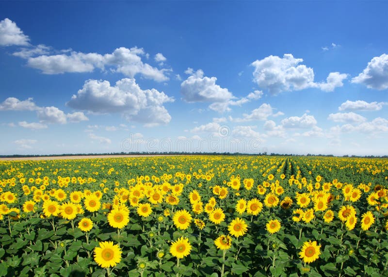 Sonnenblumefeld. stockbilder Sonnenblumefeld. stockbilder