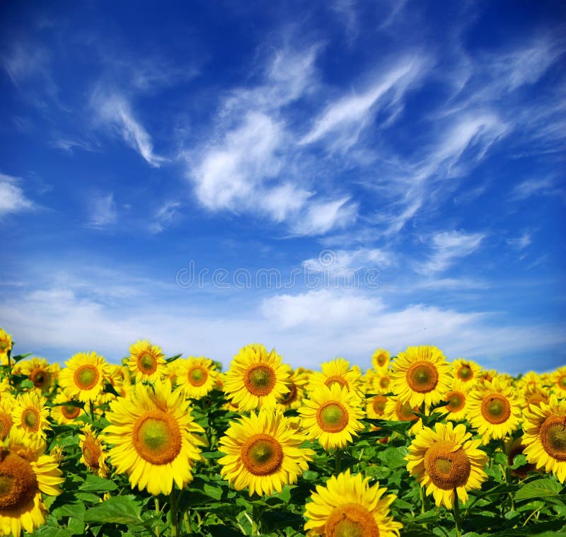 Sonnenblumefeld lizenzfreie stockfotos Sonnenblumefeld lizenzfreie stockfotos