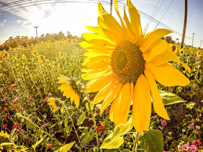 Sonnenblumen auf einem Bauernhoffeld in einem Land stockfoto
