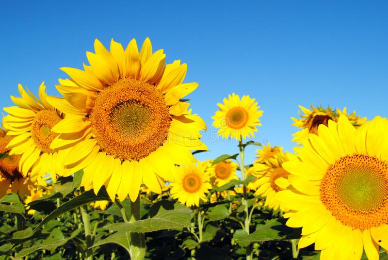Sonnenblumen an einem sonnigen Tag
