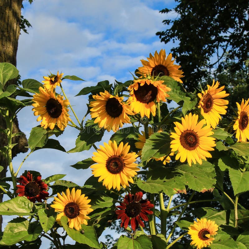 SonnenblumenGarten stockfoto. Bild von garten, voll 57005626