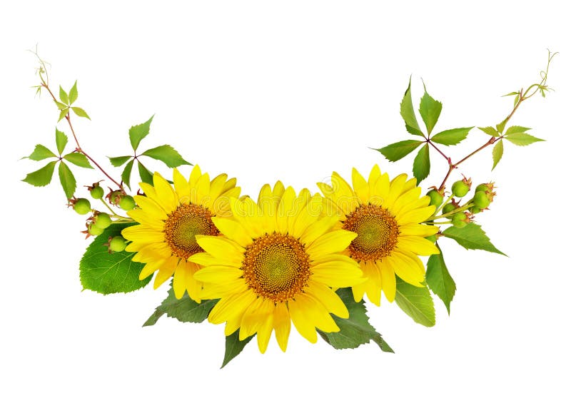 Sonnenblumen, grüne Beeren und Blätter der wilden Traube in einem Sommer a stockfotos Sonnenblumen, grüne Beeren und Blätter der wilden Traube in einem Sommer a stockfotos