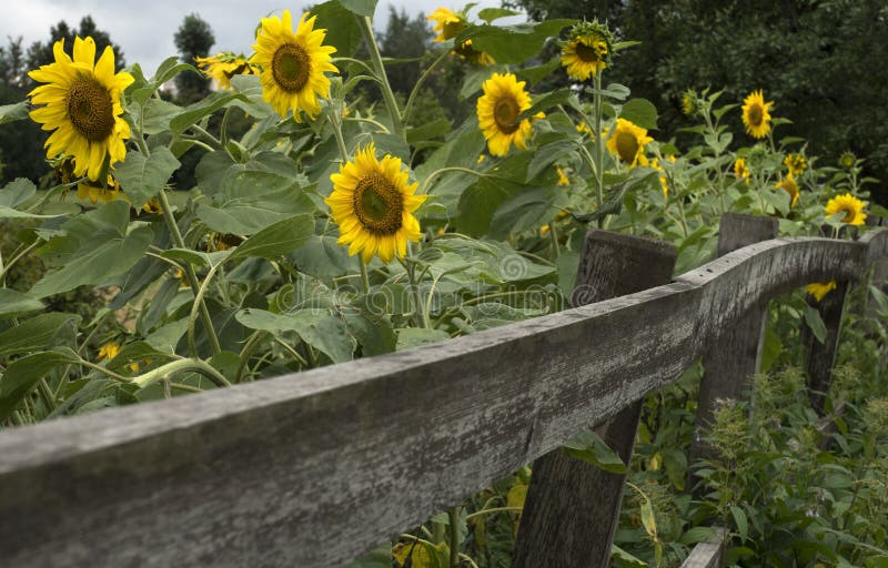 Sonnenblumen Im Garten Mit Bretterzaun Stockfoto Bild von