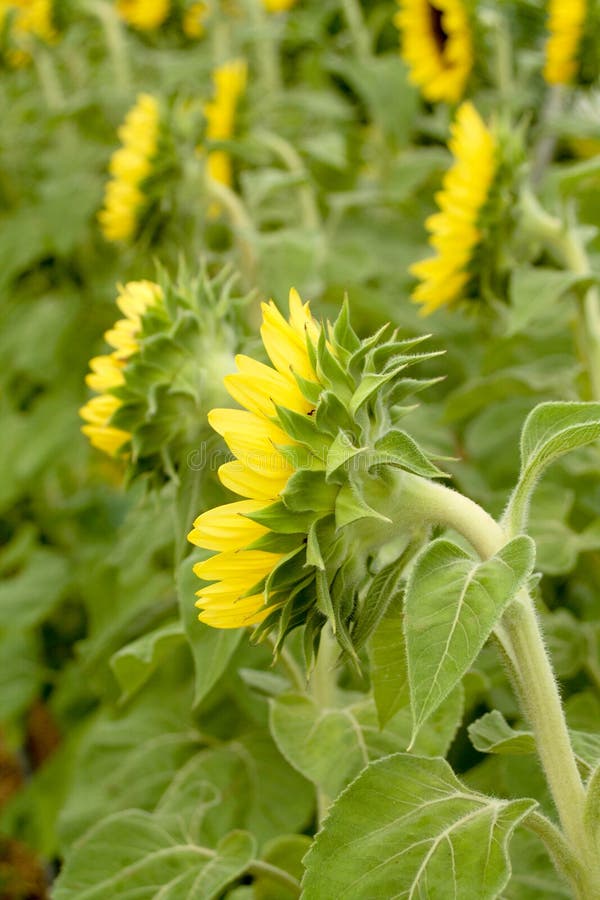 Sonnenblumen mit grüner Blattansicht von hinten lizenzfreie stockfotografie Sonnenblumen mit grüner Blattansicht von hinten lizenzfreie stockfotografie