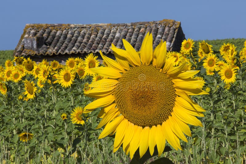 Sonnenblumen - Süden von Frankreich lizenzfreie stockfotos Sonnenblumen - Süden von Frankreich lizenzfreie stockfotos