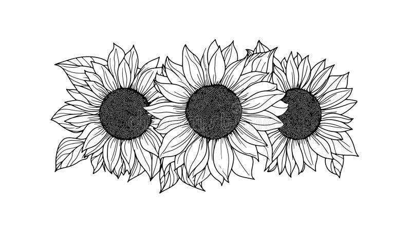 Sonnenblumen umrissen Abbildung. Drei Blumen mit Blättern detailliert. Dekordrucke Branding Design. Schwarzer Rahmen vektor abbildung