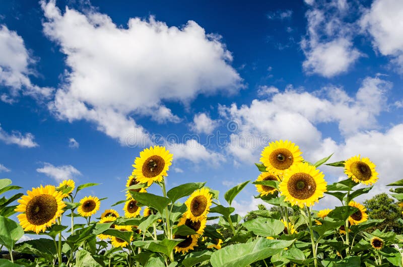 Sonnenblumen vor blauem Himmel mit einigen Wolken lizenzfreies stockbild Sonnenblumen vor blauem Himmel mit einigen Wolken lizenzfreies stockbild