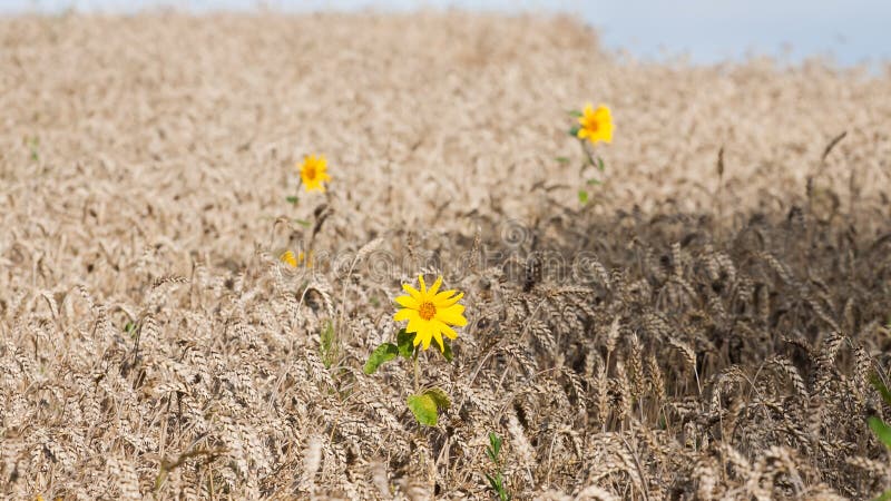 Sonnenblumenblume auf einem Weizengebiet, völlig reife Kornähren an einem sonnigen Sommertag, Erntezeit, Beschaffenheitsoberfläch lizenzfreie stockfotos Sonnenblumenblume auf einem Weizengebiet, völlig reife Kornähren an einem sonnigen Sommertag, Erntezeit, Beschaffenheitsoberfläch lizenzfreie stockfotos