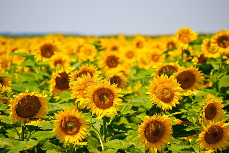 Sonnenblumenfeld stockfotos Sonnenblumenfeld stockfotos