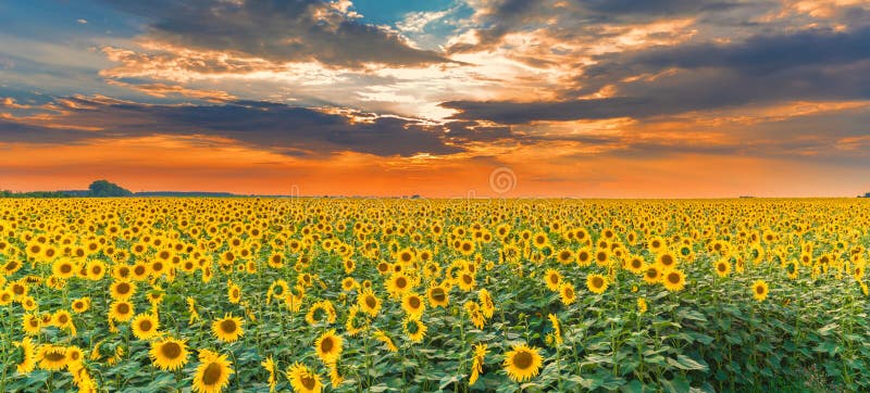 Sonnenblumenfeld bei Sonnenuntergang. Panoramablick auf die wunderschöne Landschaft. Landschaftsbild. stockfotos