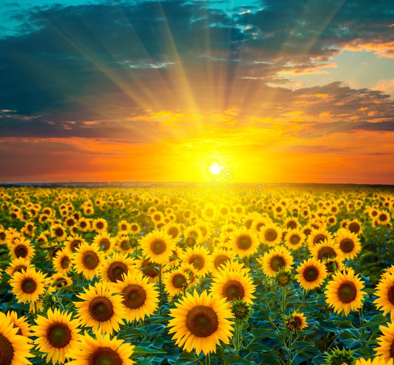 Sonnenblumenfelder während des Sonnenuntergangs Schöne Zusammensetzung eines Sonnenaufgangs
