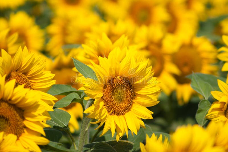 Sonnenblumengarten mit vorderem Fokus- und Unschärfehintergrund stockbild Sonnenblumengarten mit vorderem Fokus- und Unschärfehintergrund stockbild