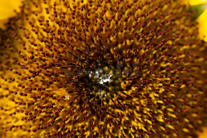 Sonnenblumenkern der Blume lizenzfreies stockfoto Sonnenblumenkern der Blume lizenzfreies stockfoto