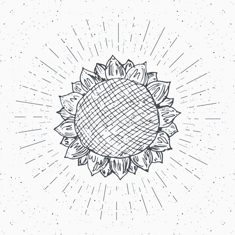 Sonnenblumenskizze, Weinleseaufkleber, Hand gezeichneter Schmutz maserte Ausweis, Retro- Logoschablone, Typografiedesign-Vektoril lizenzfreie abbildung Sonnenblumenskizze, Weinleseaufkleber, Hand gezeichneter Schmutz maserte Ausweis, Retro- Logoschablone, Typografiedesign-Vektoril lizenzfreie abbildung