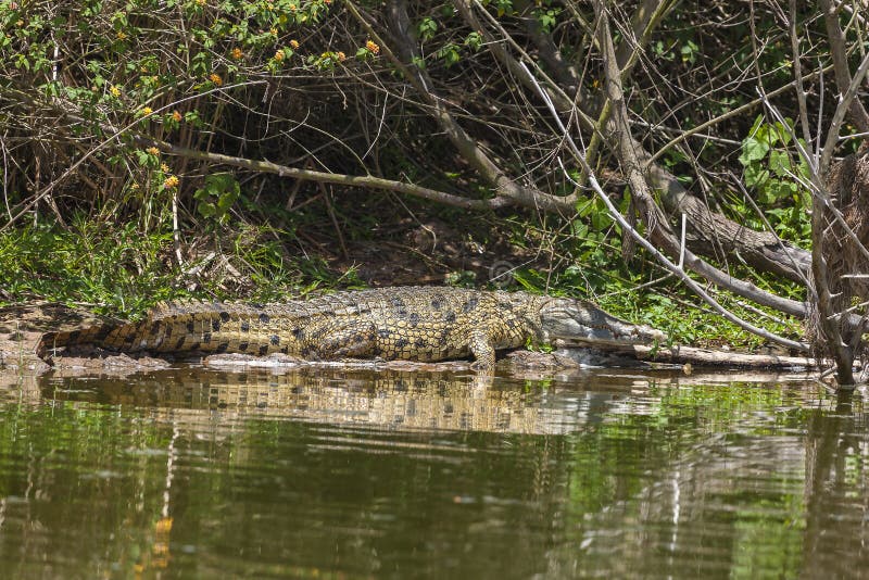 Aligator at Lake Hago resting in the sun, Akagera National Park, East Rwanda, Africa. Aligator at Lake Hago resting in the sun, Akagera National Park, East Rwanda, Africa