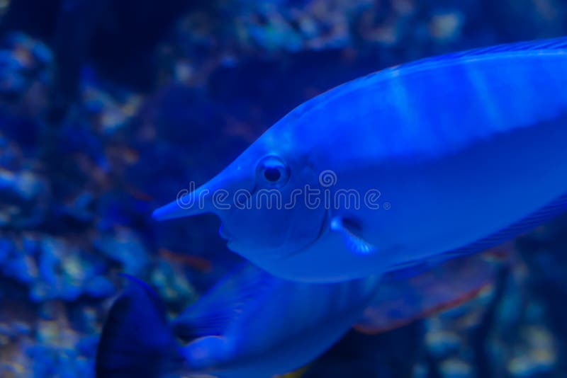 Sonnenfische mit langer Nase unter Wasser lizenzfreie stockbilder Sonnenfische mit langer Nase unter Wasser lizenzfreie stockbilder