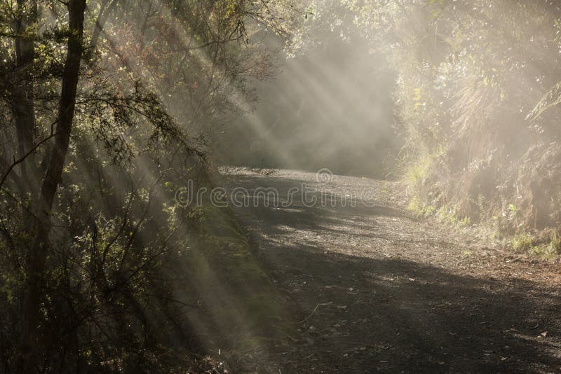 Download Sonnenlicht, Das Durch Wald Birst Stockfoto - Bild von tageslicht, magie: 47101326