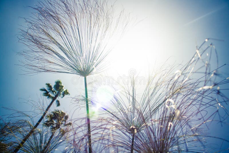 Sonnenlicht durch hohes Gras und Vegetation in Kalifornien lizenzfreies stockbild Sonnenlicht durch hohes Gras und Vegetation in Kalifornien lizenzfreies stockbild