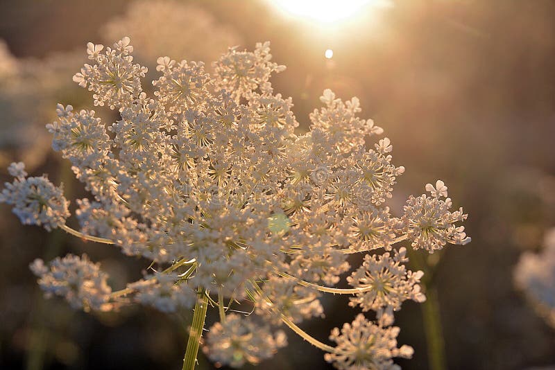 Sonnenlicht erhellt weiße Blume, Garbe stockfoto Sonnenlicht erhellt weiße Blume, Garbe stockfoto