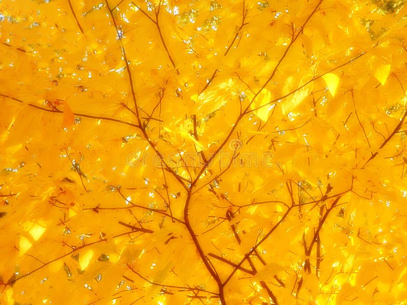 Sonnenschein auf gelben Blättern lizenzfreies stockfoto