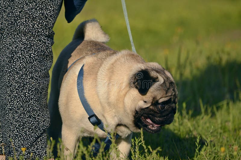 Sonnenstich, Gesundheit Von Haustieren Im Sommer Wie Man Ihren Hund Vor