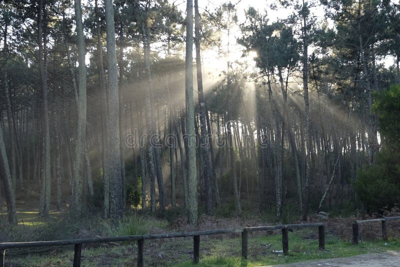 Download Sonnenstrahlen im Wald stockbild. Bild von grün, umgebung - 106800599