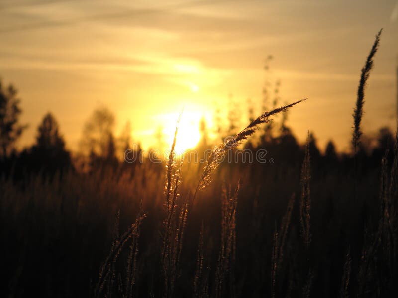 Head of wheat in sunset sunlight. Head of wheat in sunset sunlight