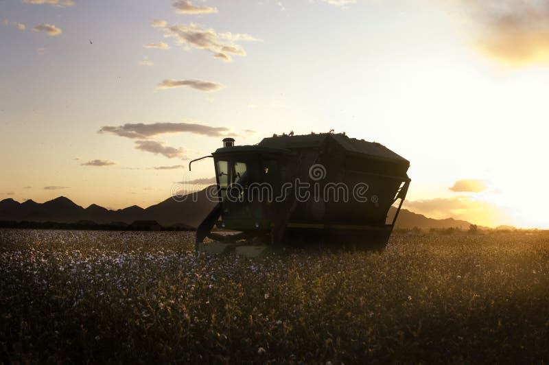 Sonnenuntergang auf Baumwollfeld stockbild Sonnenuntergang auf Baumwollfeld stockbild