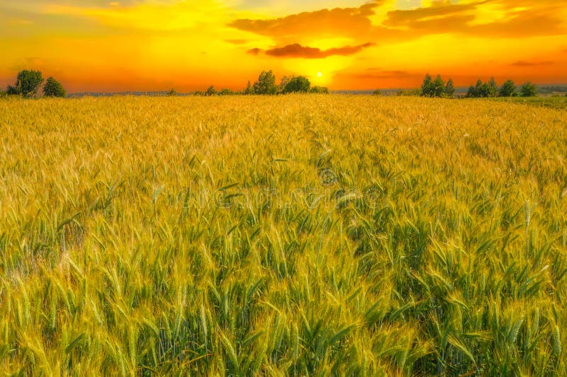 Sonnenuntergang auf dem grünen Weizenfeld. Panorama auf das Weizenfeld der Toskana
